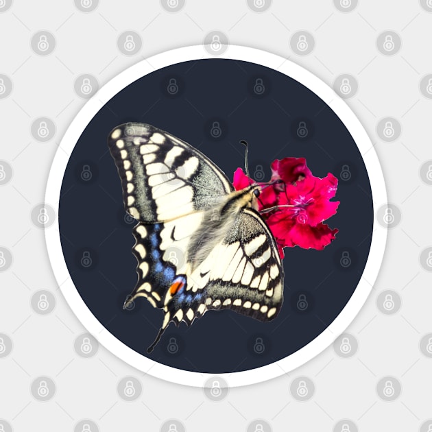 Gift idea butterfly swallowtail Magnet by Naturelovers